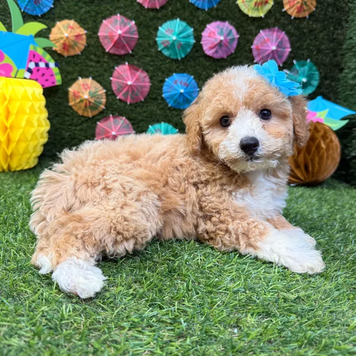 Female Bichon-Poodle puppy named Rose for sale at Puppy Dreams - Carrollton.
