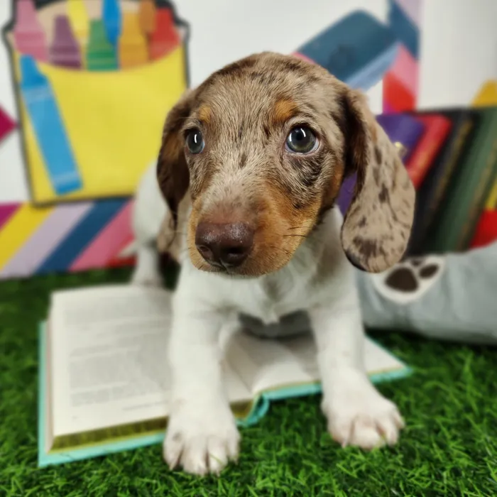Male Dachshund puppy named Dougie for sale at Puppy Dreams - Mansfield.