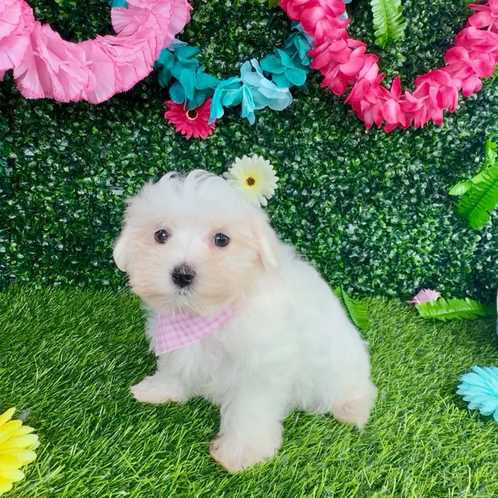 Female Maltese puppy named Marylin Monroe for sale at Puppy Dreams - Denton.