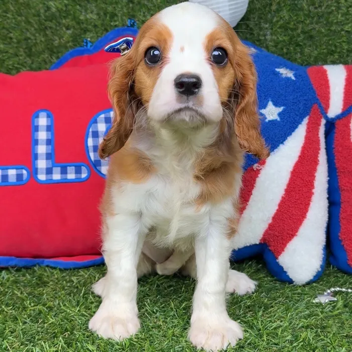 Female Cavalier King Charles Spaniel puppy named Toffee for sale at Puppy Dreams - Arlington.