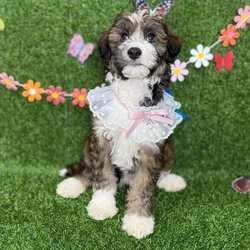 car_main_img_/media/ap_media/pets/DOMEZVSOJHOH123549.webp.250x250_q85.webp