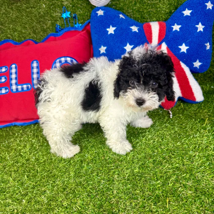 Male Mini Poodle puppy named Furrari for sale at Puppy Dreams - Arlington.