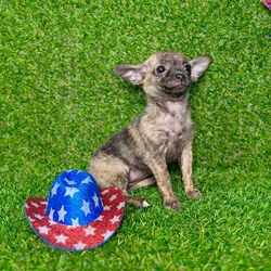 car_main_img_/media/ap_media/pets/DQMZZOWMZCQA128709.webp.250x250_q85.webp