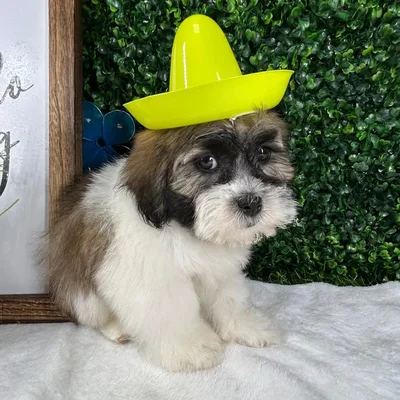 Male Teddy Bear puppy named Gryffindor for sale at Puppy Dreams - Mansfield.