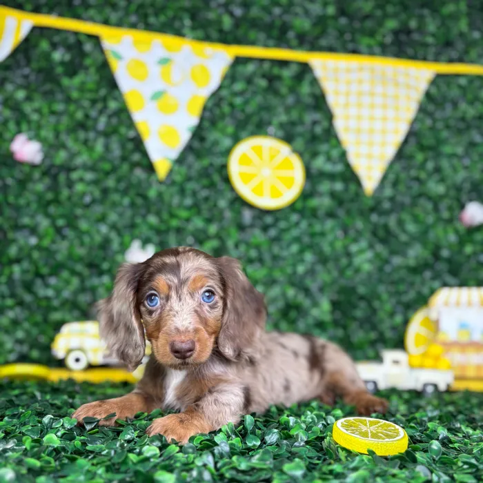 Male Dachshund puppy named Mickey for sale at Puppy Dreams - North Richland Hills.
