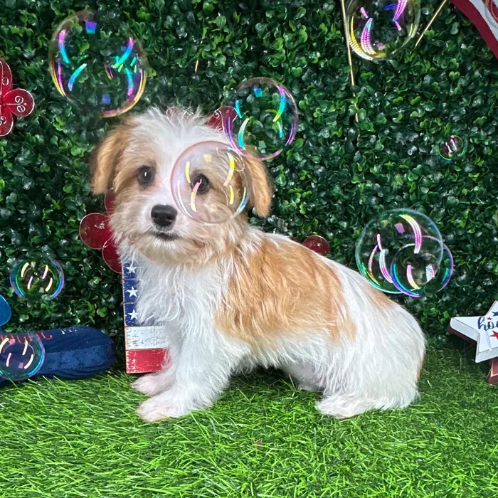 Male Morkie puppy named *Stripes* for sale at Puppy Dreams - Mansfield.