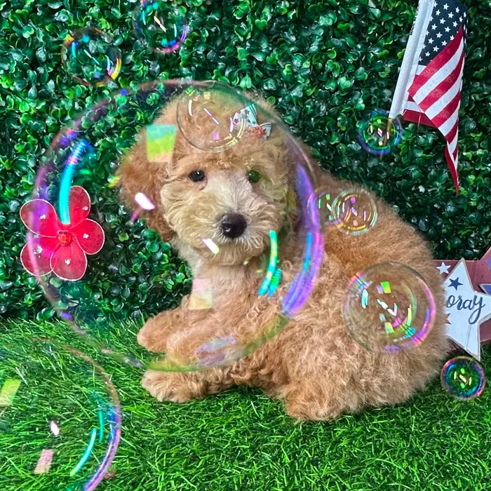 Female Mini Goldendoodle puppy named *Cheesecake* for sale at Puppy Dreams - Mansfield.