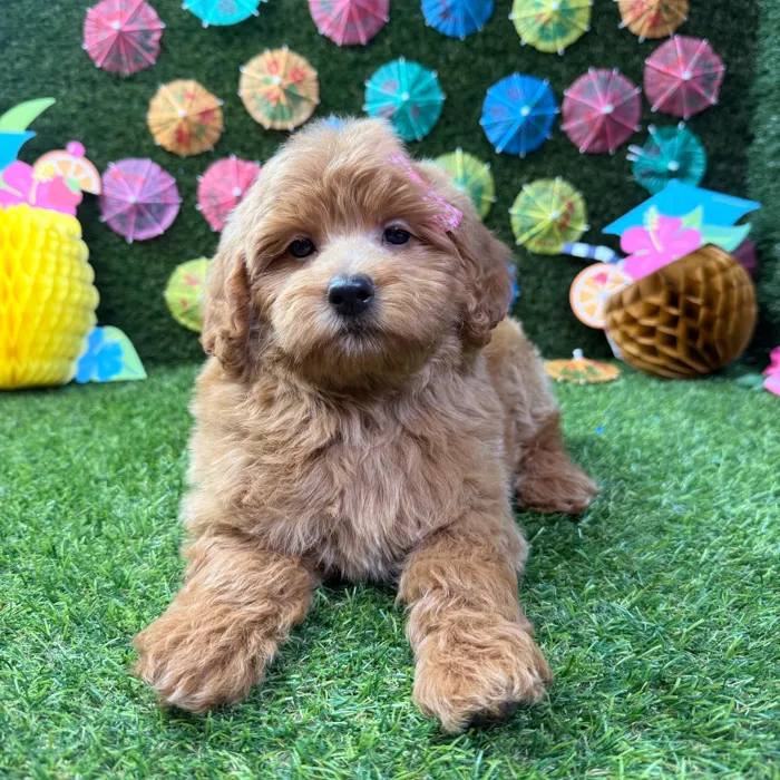 Female Mini Goldendoodle puppy named Ellie for sale at Puppy Dreams - Carrollton.