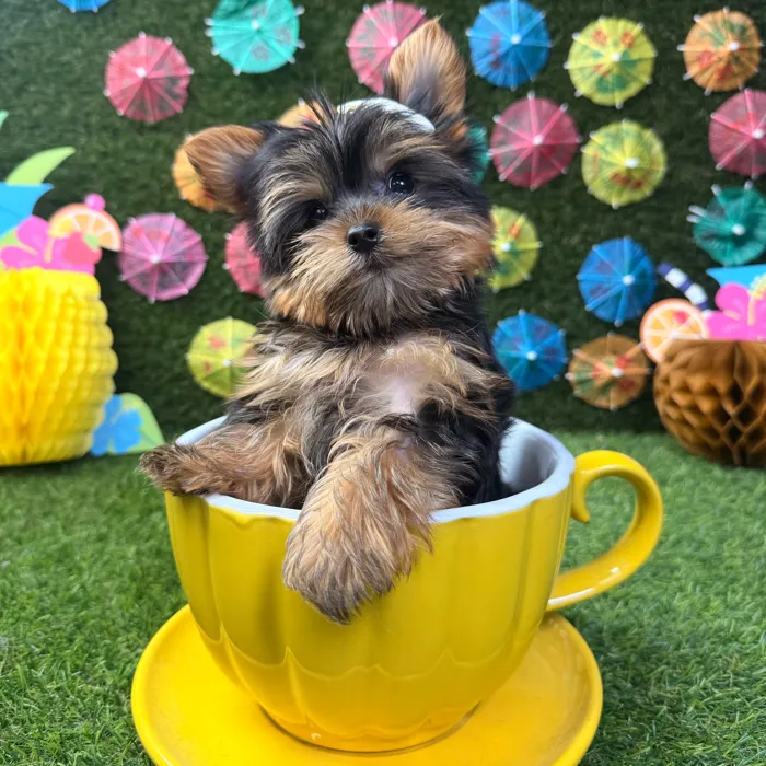 Female Yorkie puppy named Buttercup for sale at Puppy Dreams - Carrollton.
