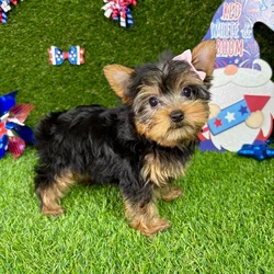 car_main_img_/media/ap_media/pets/DTENGPEELYFX130077.webp.250x250_q85.webp