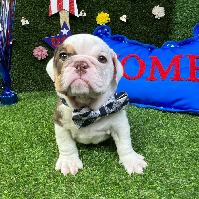 Male English Bulldog puppy named Sausage for sale at Puppy Dreams - Carrollton.