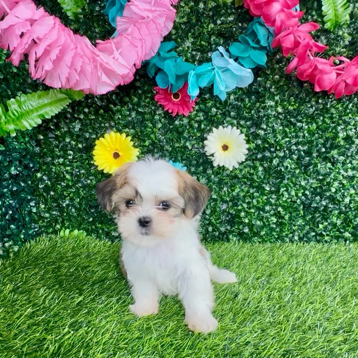 Female Teddy Bear puppy named Mc Rib for sale at Puppy Dreams - Denton.