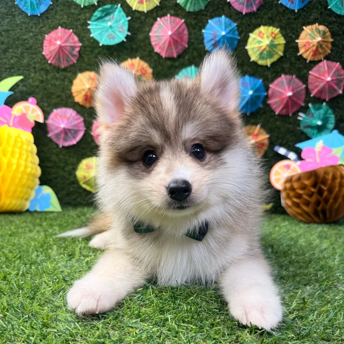 Male Pomsky puppy named Bear for sale at Puppy Dreams - Carrollton.
