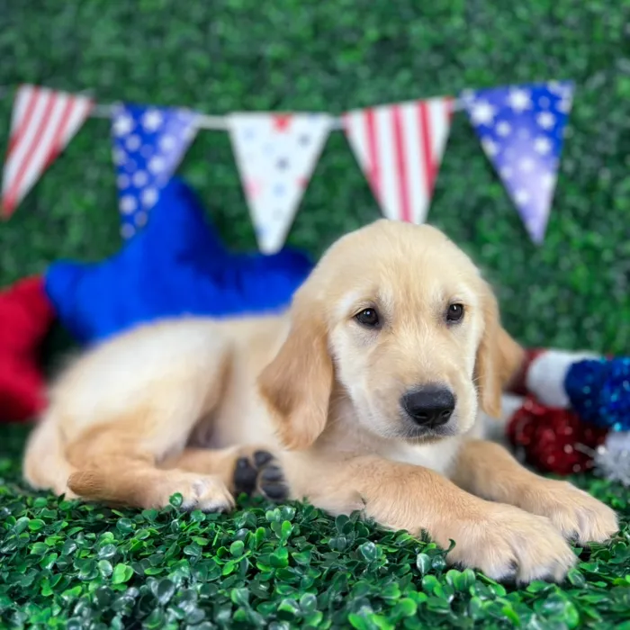 Male Golden Retriever puppy named Echo for sale at Puppy Dreams - North Richland Hills.