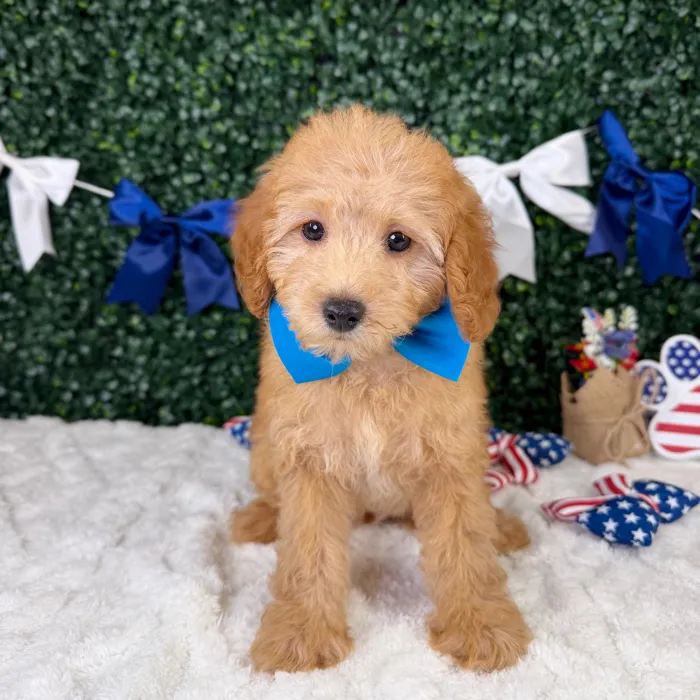 Male Mini Poodle puppy named Baxter for sale at Puppy Dreams - Garland.