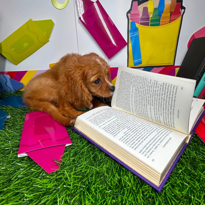 Female Cavapoo puppy named *Mrs. Parks* for sale at Puppy Dreams - Mansfield.