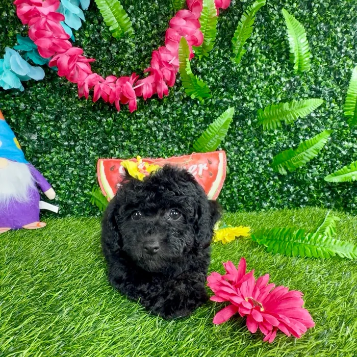 Female Mini Poodle puppy named Squirrel for sale at Puppy Dreams - Denton.