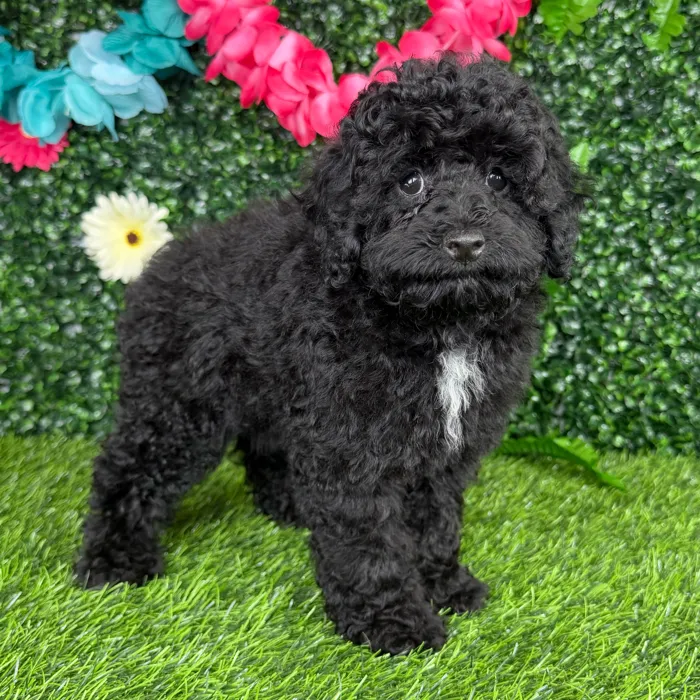 Female Mini Poodle puppy named England for sale at Puppy Dreams - Denton.