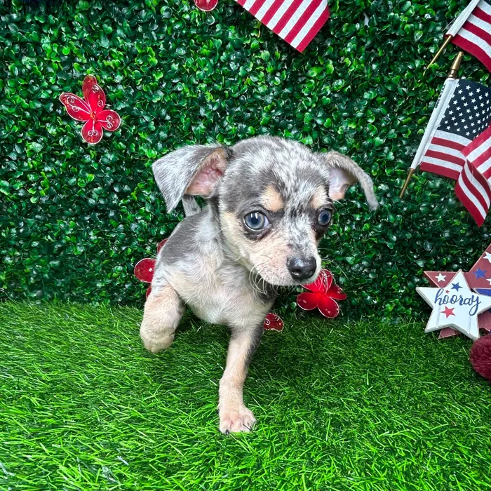 Male Chihuahua puppy named *Smores* for sale at Puppy Dreams - Mansfield.