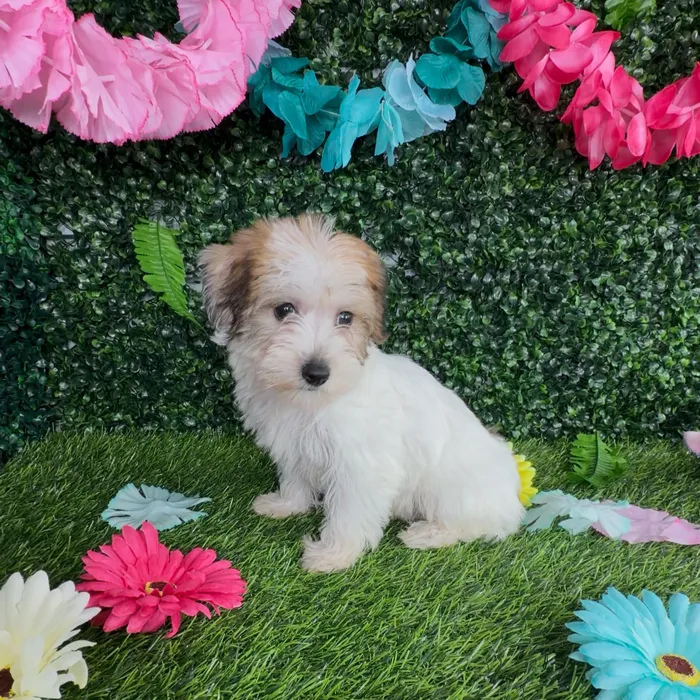 Female Yochon puppy named Sabertooth for sale at Puppy Dreams - Denton.