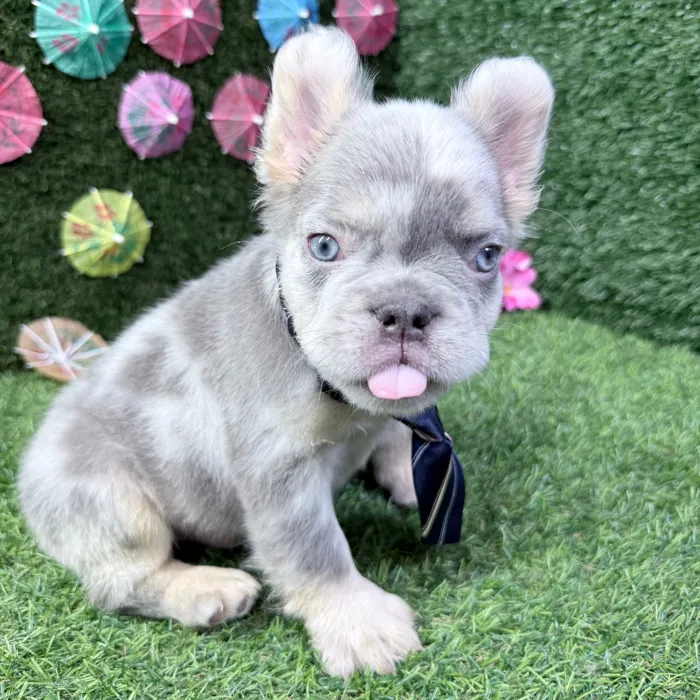 Male Fluffy French Bulldog puppy named Nacho for sale at Puppy Dreams - Carrollton.