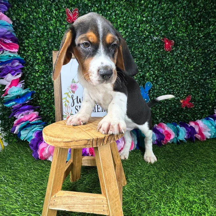 Male Beagle puppy named *Austin* for sale at Puppy Dreams - Mansfield.