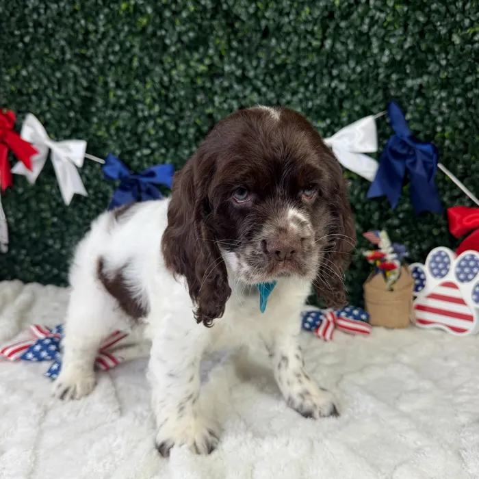 Male Cocker Spaniel puppy named Saint for sale at Puppy Dreams - Garland.