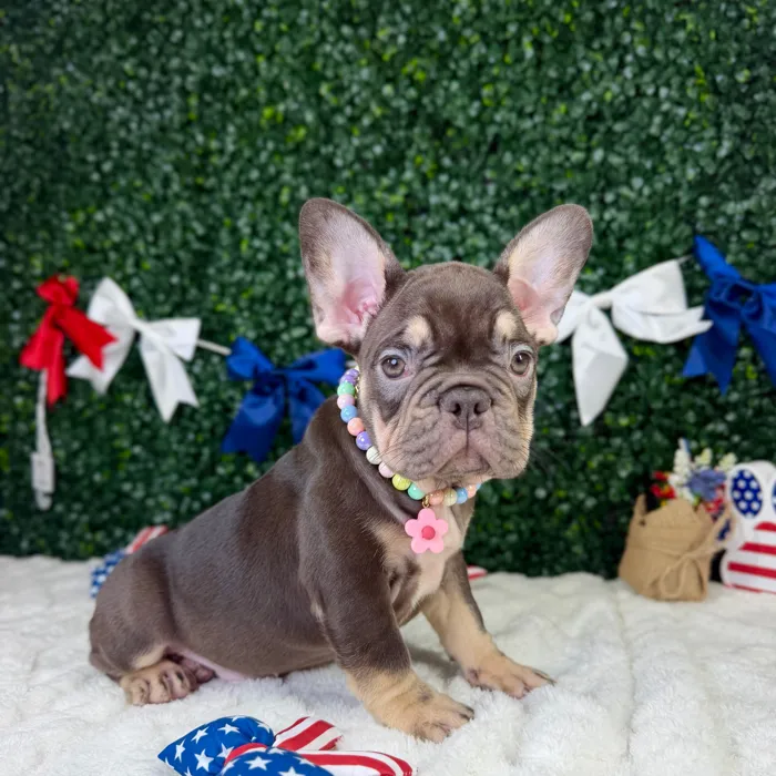 Female French Bulldog puppy named Nova for sale at Puppy Dreams - Garland.