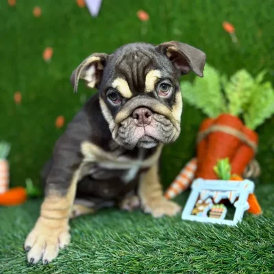 Female English Bulldog puppy named Latto for sale at Puppy Dreams - North Richland Hills.