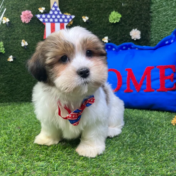 Male Shorkie puppy named Chip for sale at Puppy Dreams - Carrollton.