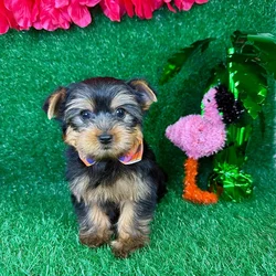 car_main_img_/media/ap_media/pets/DZEVNNWSQCCJ120395.webp.250x250_q85.webp