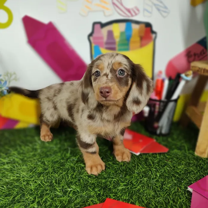 Female Dachshund puppy named *Mrs. Rennabecka* for sale at Puppy Dreams - Mansfield.
