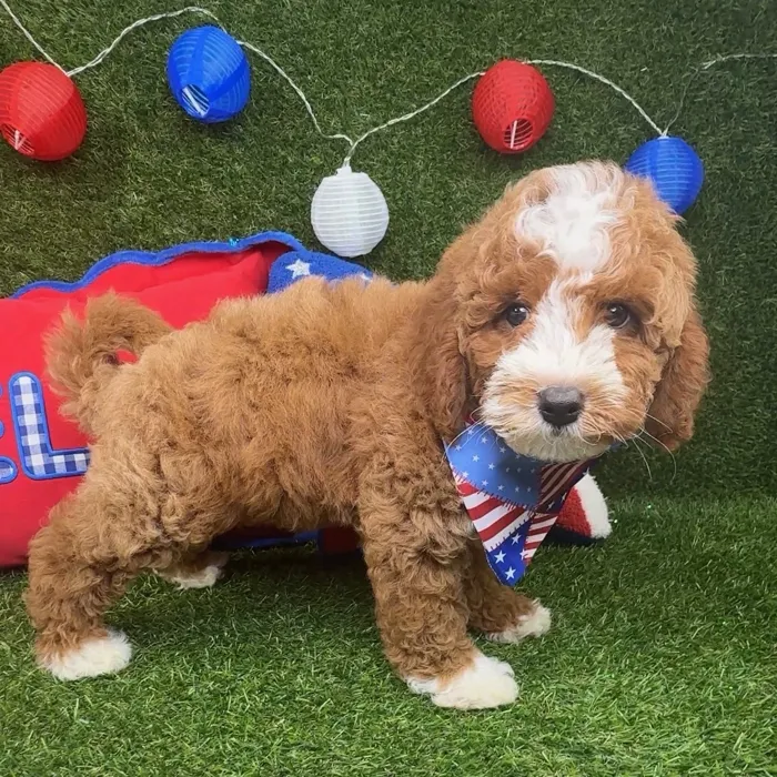 Male Mini Goldendoodle puppy named Alfie for sale at Puppy Dreams - Arlington.