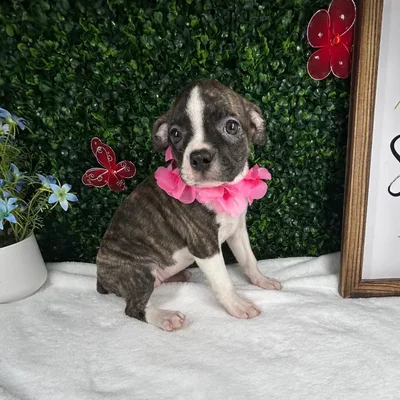 Female Boston Terrier puppy named *Roxanne* for sale at Puppy Dreams - Mansfield.