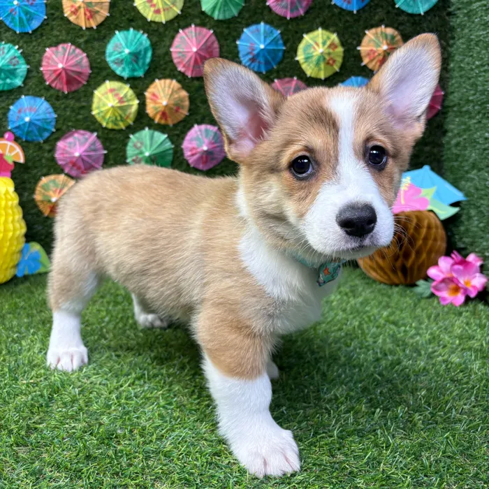 Male Pembroke Welsh Corgi puppy named Winston for sale at Puppy Dreams - Carrollton.