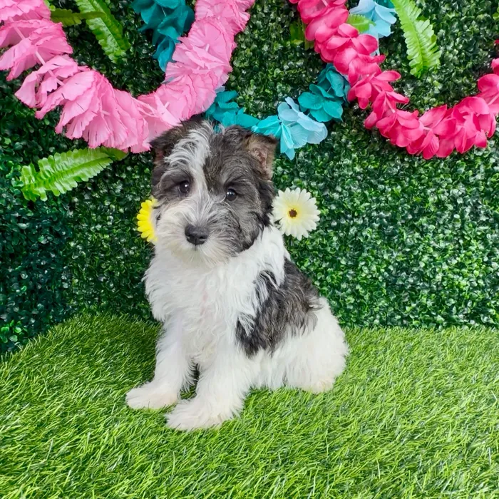 Female Mini Schnauzer puppy named Dunkalatte for sale at Puppy Dreams - Denton.