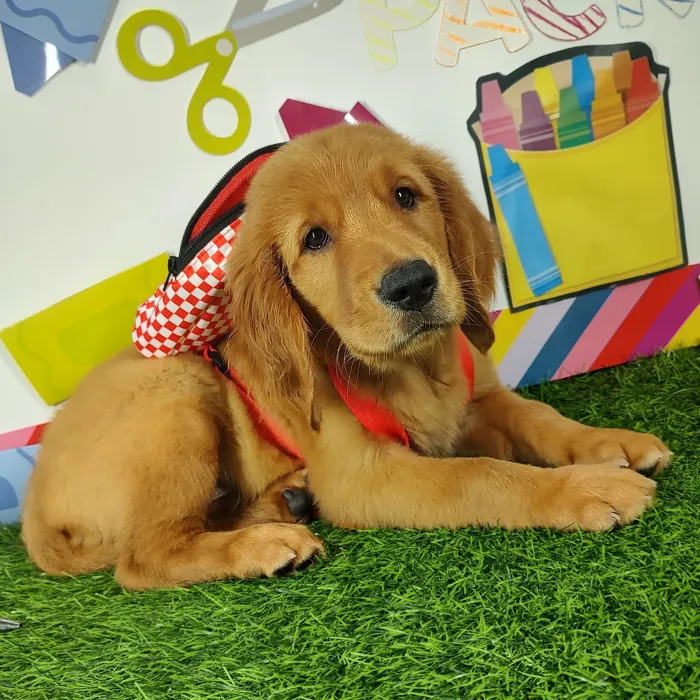 Male Golden Retriever puppy named *Superintendent* for sale at Puppy Dreams - Mansfield.