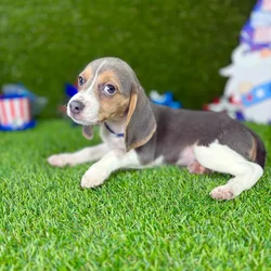car_main_img_/media/ap_media/pets/ECDXAEAHCFKX128867.webp.250x250_q85.webp