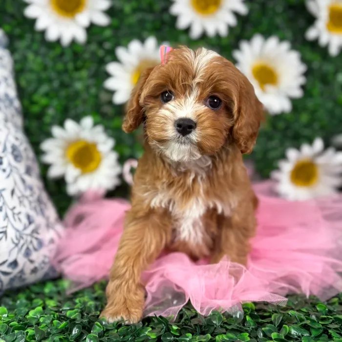 Female Cavapoo puppy named Paris for sale at Puppy Dreams - North Richland Hills.