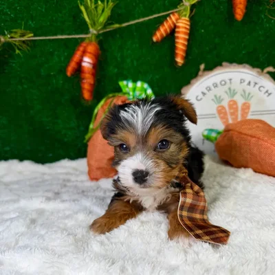 Male Yorkie puppy named Royce for sale at Puppy Dreams - Garland.