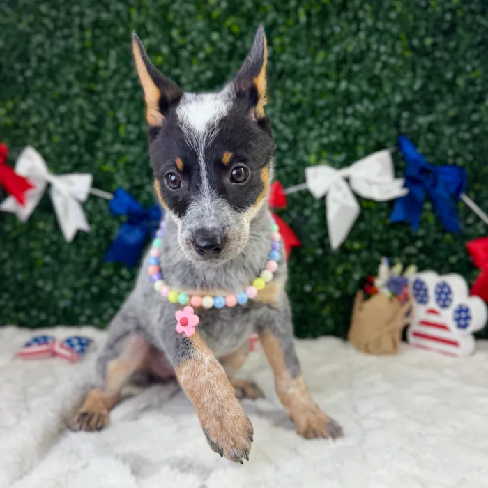 Female Australian Cattle puppy named Stormy for sale at Puppy Dreams - Garland.