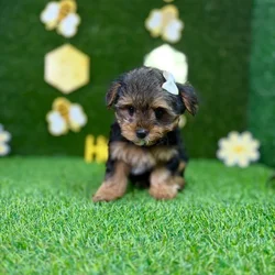 car_main_img_/media/ap_media/pets/EDDNRTCYATMO135804.webp.250x250_q85.webp