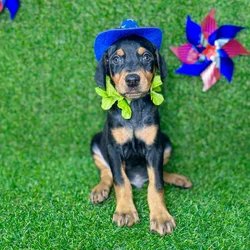 car_main_img_/media/ap_media/pets/EDFOGVFCDKKP128999.webp.250x250_q85.webp