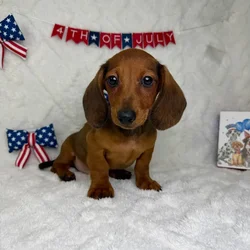 Male Dachshund puppy named Gus for sale at Puppy Dreams - Garland.