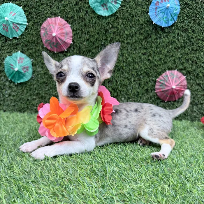 Female Chihuahua puppy named Maya for sale at Puppy Dreams - Carrollton.