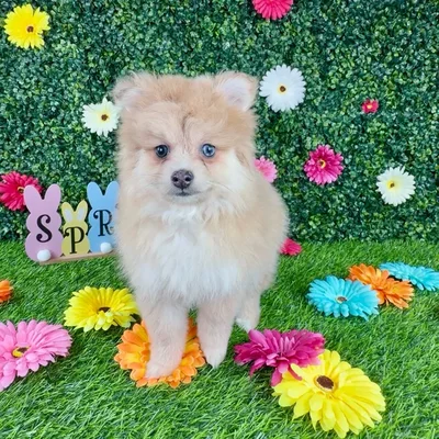 Female Pomeranian puppy named Prairie for sale at Puppy Dreams - Denton.
