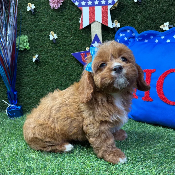 Female Cavapoo puppy named Ruby for sale at Puppy Dreams - Carrollton.