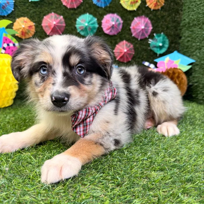 Male Australian Shepherd puppy named Enzo for sale at Puppy Dreams - Carrollton.