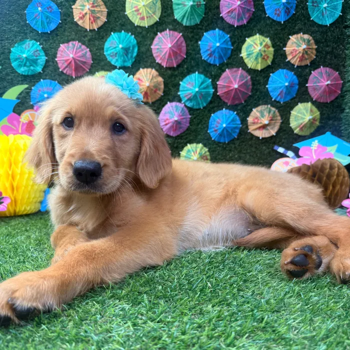 Female Golden Retriever puppy named Sunny for sale at Puppy Dreams - Carrollton.