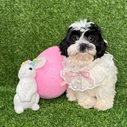 car_main_img_/media/ap_media/pets/EEVZKSNSUYGT118160.webp.250x250_q85.webp